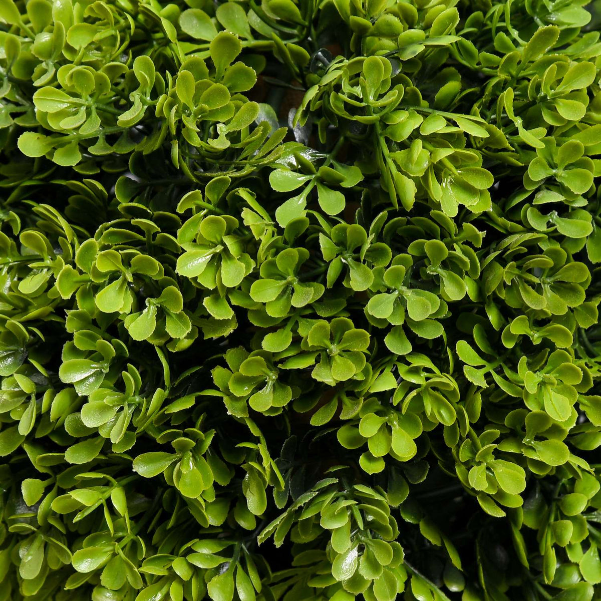 90cm buxus v květináči s UV ochranou – do interiéru i exteriéru