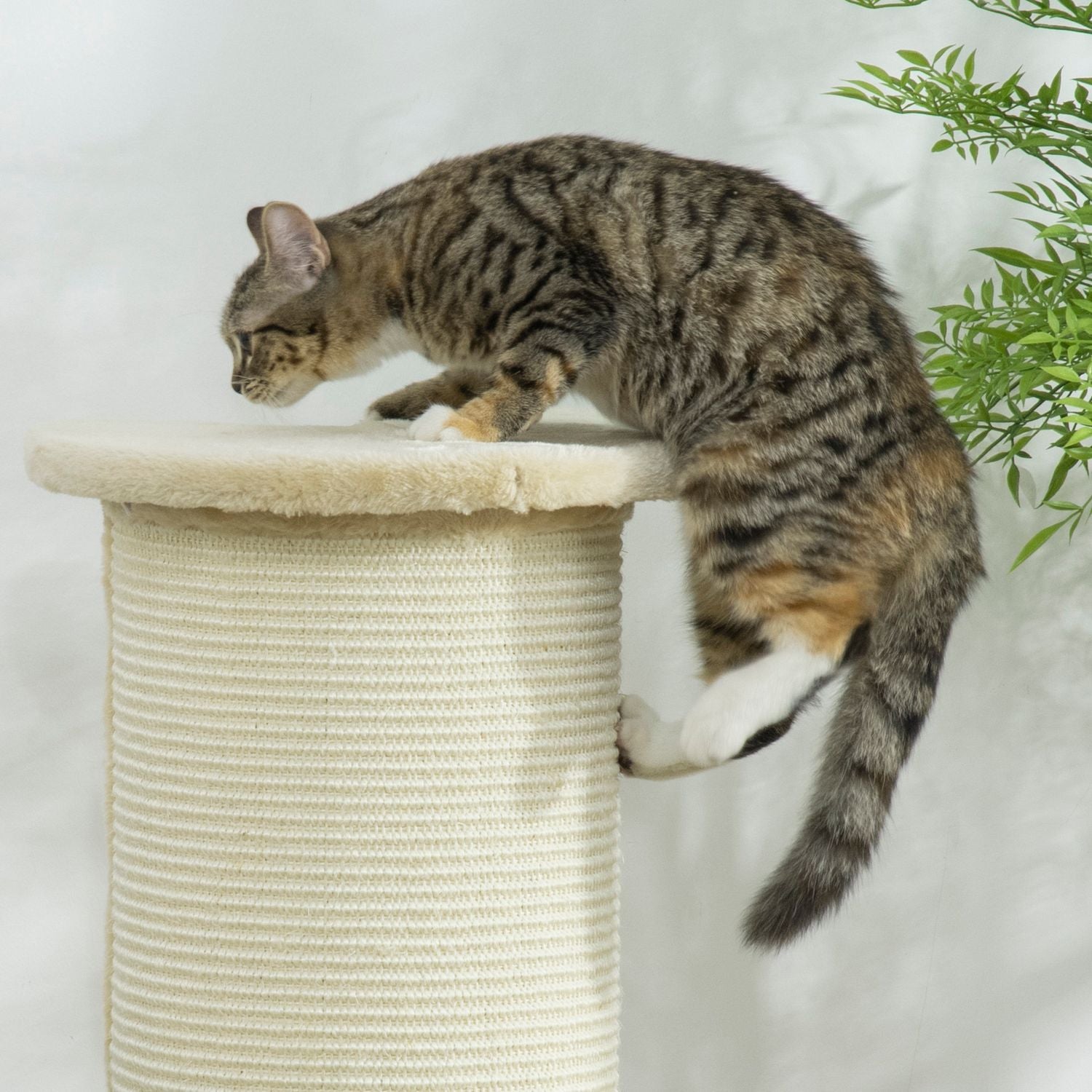 Kattskrapstolpe, 85 cm, sisalrep, plyschkräm